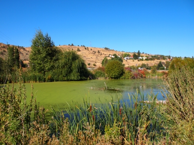 [Cattails in foreground of water mostly covered in green growth. Trees and sand-colored hills in distance.]